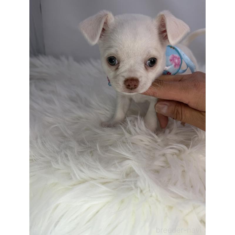 販売中の京都府のチワワ(スムースコート)-440051の3枚目