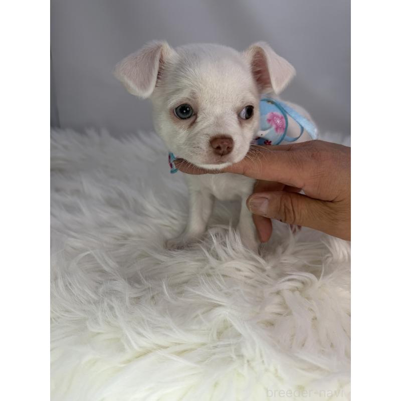 販売中の京都府のチワワ(スムースコート)-440051の2枚目