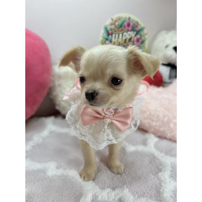 販売中の福岡県のチワワ(ロングコート)-433668の2枚目