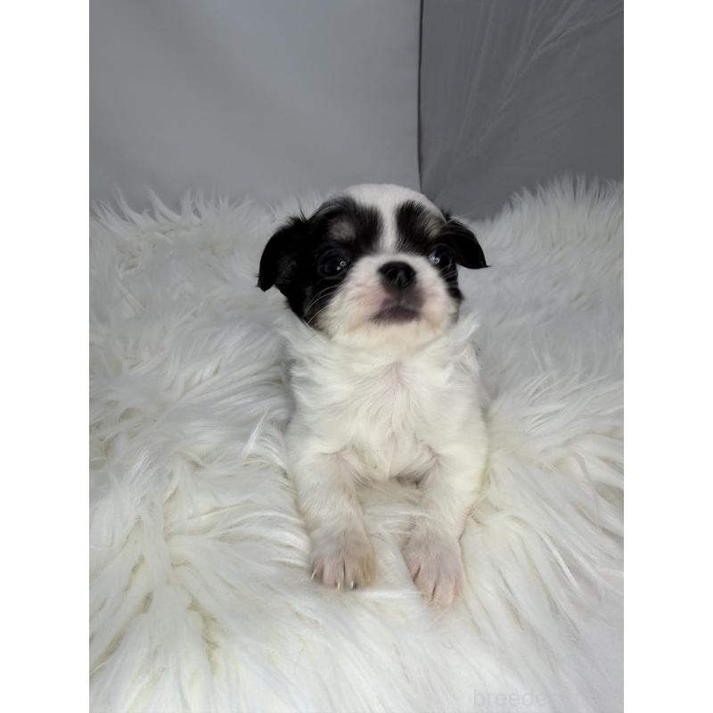 販売中の京都府のチワワ(ロングコート)-440052の5枚目