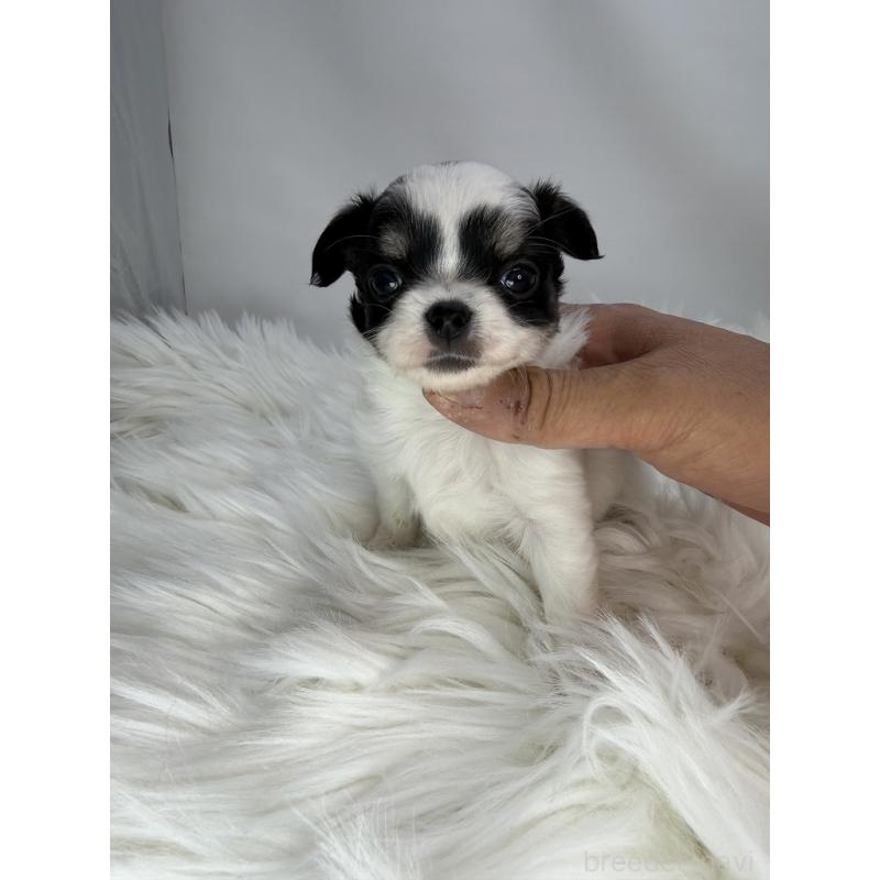 販売中の京都府のチワワ(ロングコート)-440052の3枚目