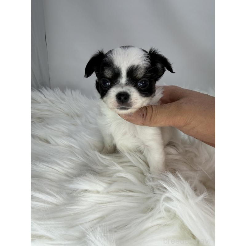 販売中の京都府のチワワ(ロングコート)-440052の2枚目