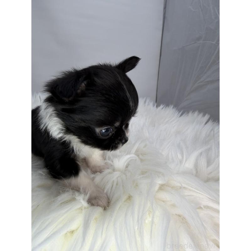 販売中の京都府のチワワ(ロングコート)-440054の4枚目