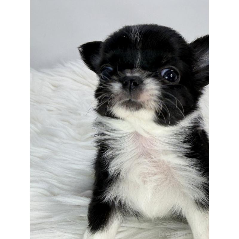 販売中の京都府のチワワ(ロングコート)-440054の5枚目