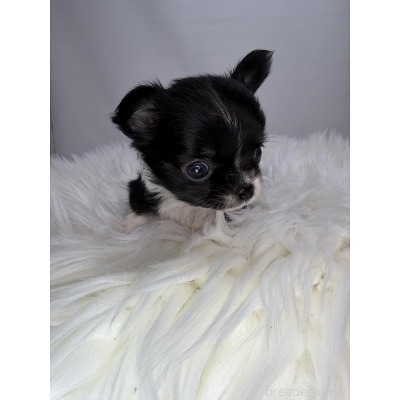 販売中の京都府のチワワ(ロングコート)-440054の3枚目