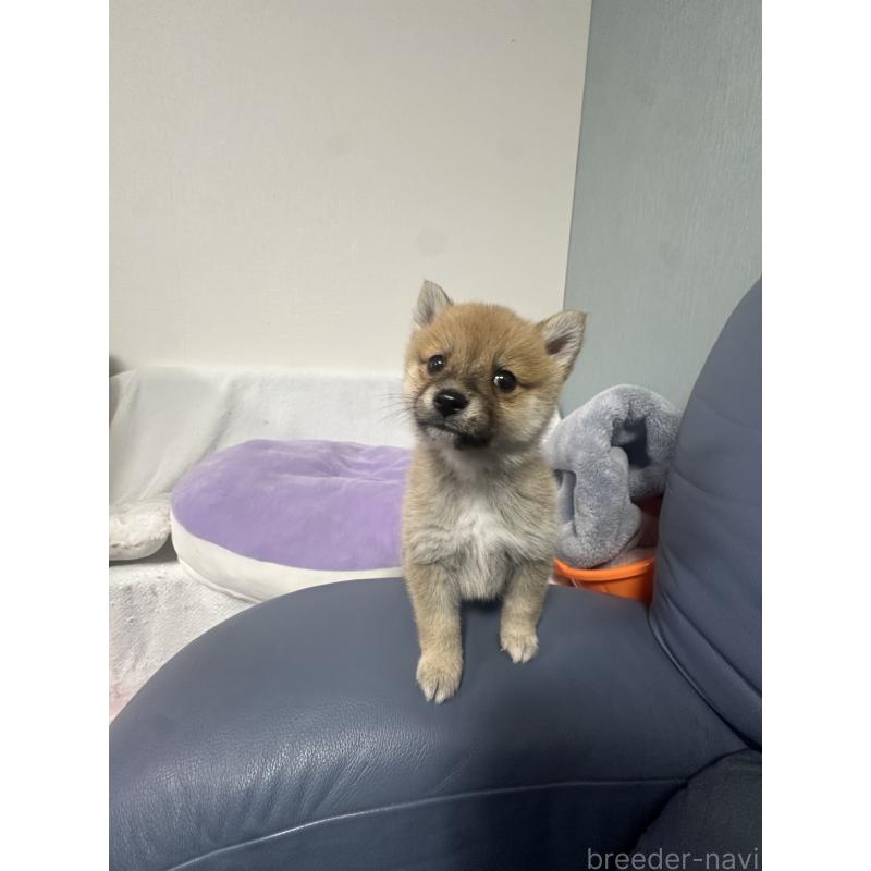 販売中の福岡県のミックス犬-440058の5枚目