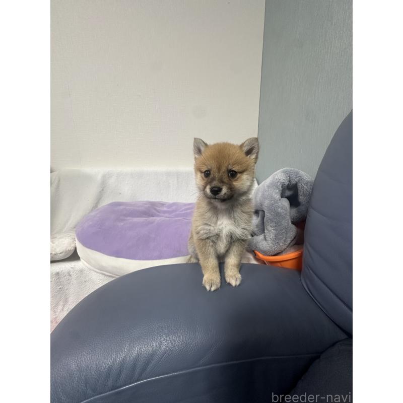 販売中の福岡県のミックス犬-440058の4枚目