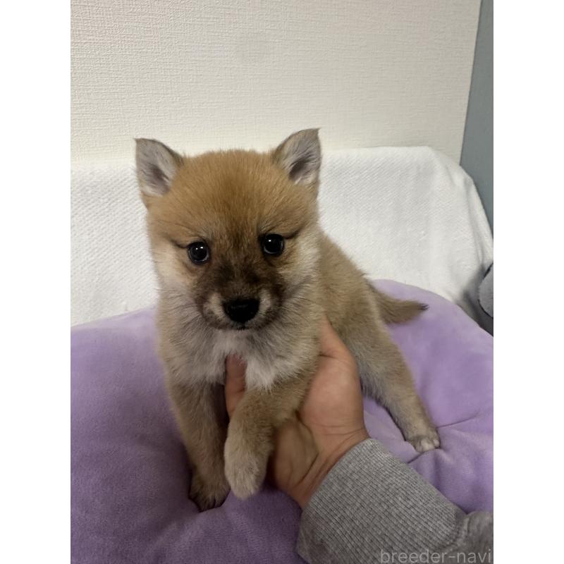 販売中の福岡県のミックス犬-440058の3枚目