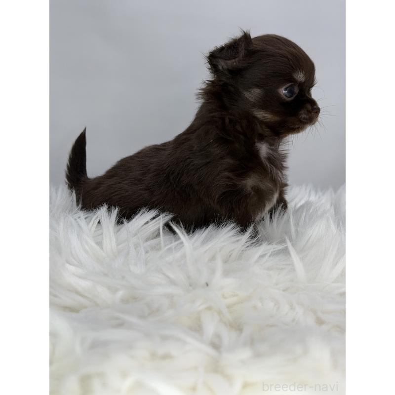 販売中の京都府のチワワ(ロングコート)-440055の3枚目