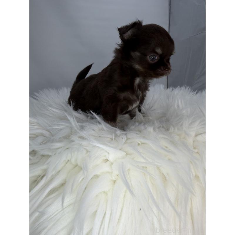 販売中の京都府のチワワ(ロングコート)-440055の2枚目