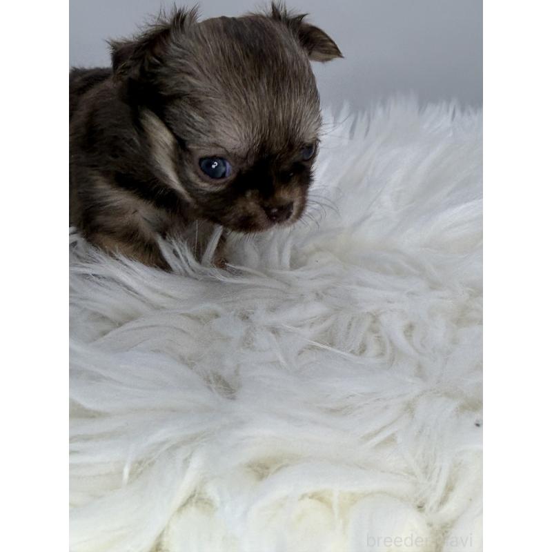 販売中の京都府のチワワ(ロングコート)-440056の5枚目