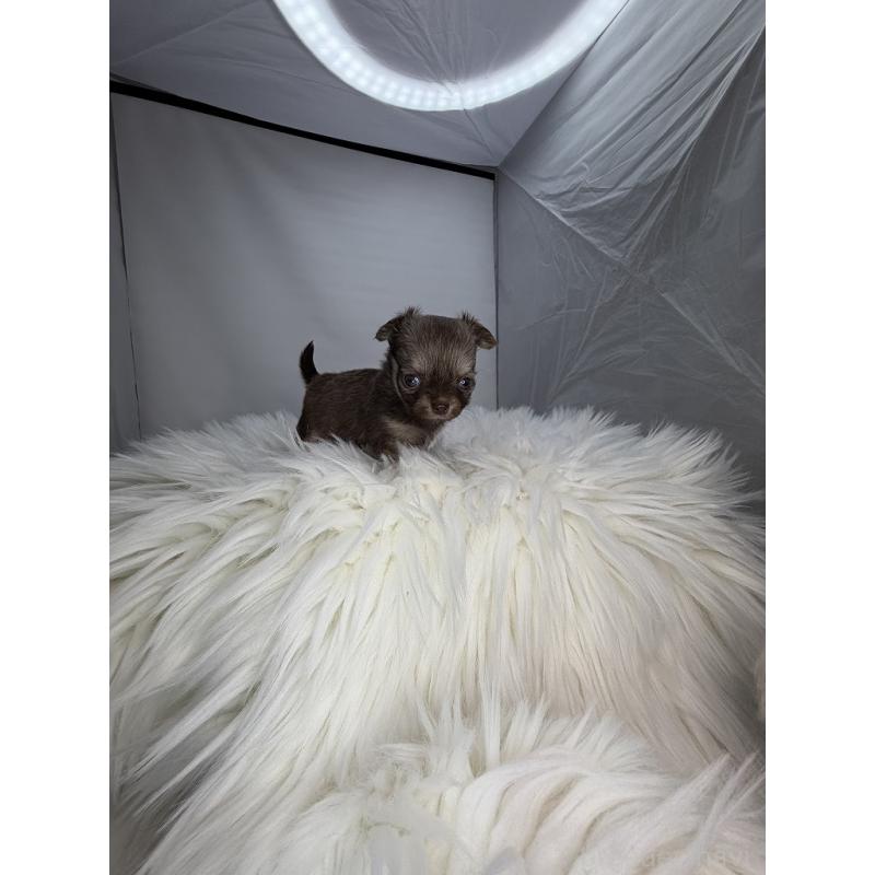 販売中の京都府のチワワ(ロングコート)-440056の3枚目