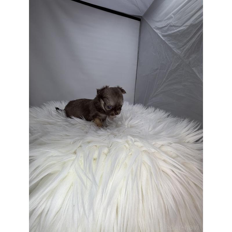 販売中の京都府のチワワ(ロングコート)-440056の2枚目