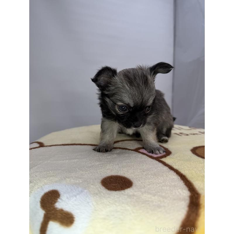 販売中の京都府のチワワ(ロングコート)-440057の3枚目