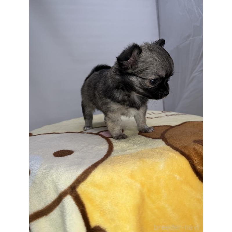 販売中の京都府のチワワ(ロングコート)-440057の2枚目