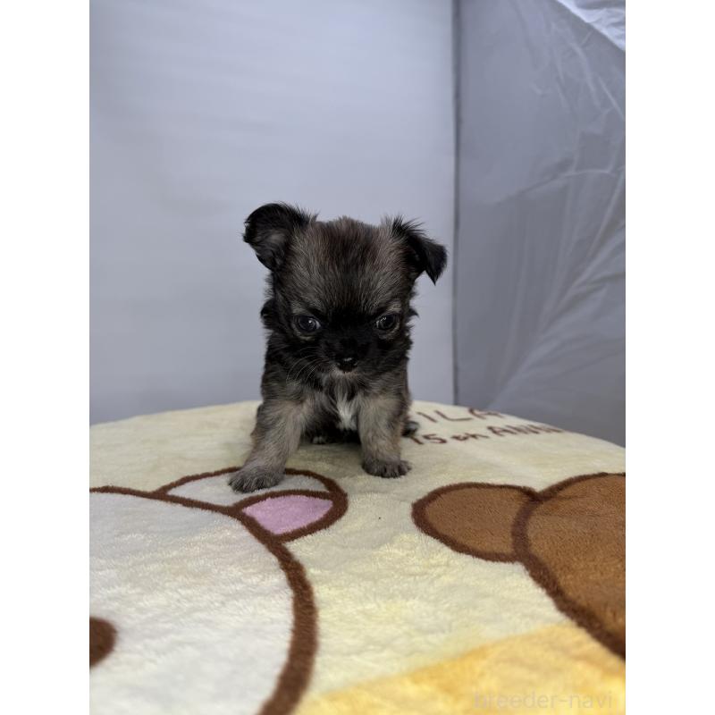 販売中の京都府のチワワ(ロングコート)-440059の3枚目