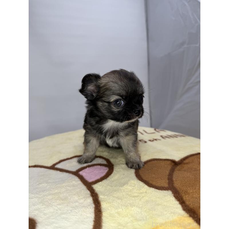 販売中の京都府のチワワ(ロングコート)-440059の2枚目