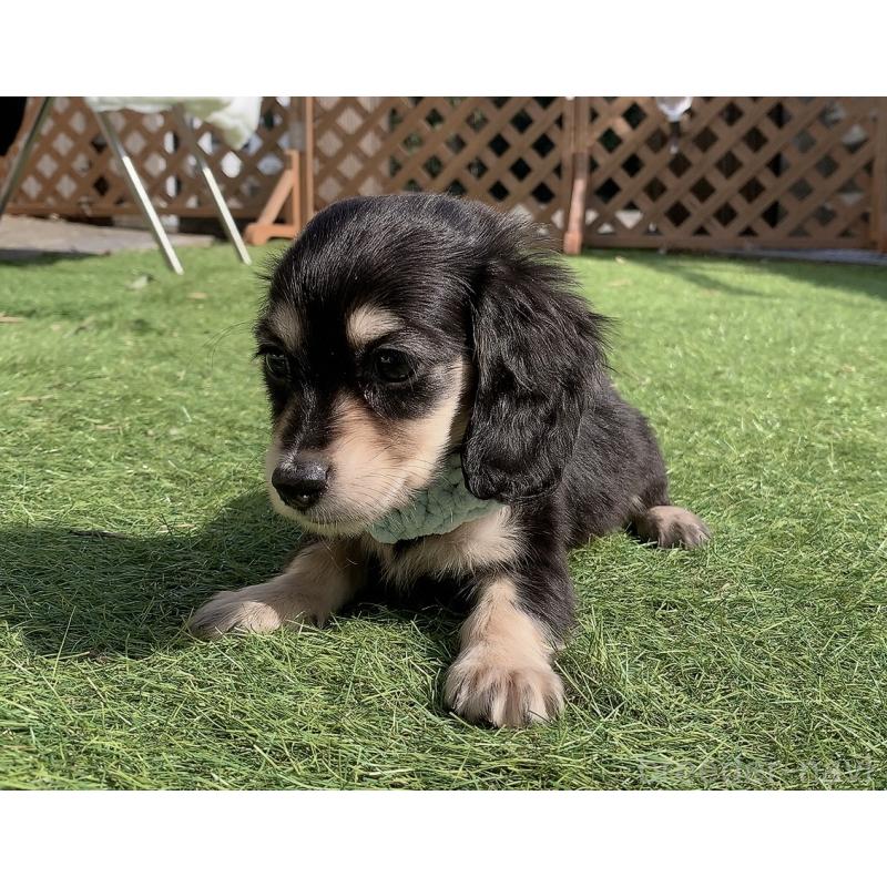 成約済の大分県のカニンヘンダックスフンド(ロングヘアード)-434145の25枚目