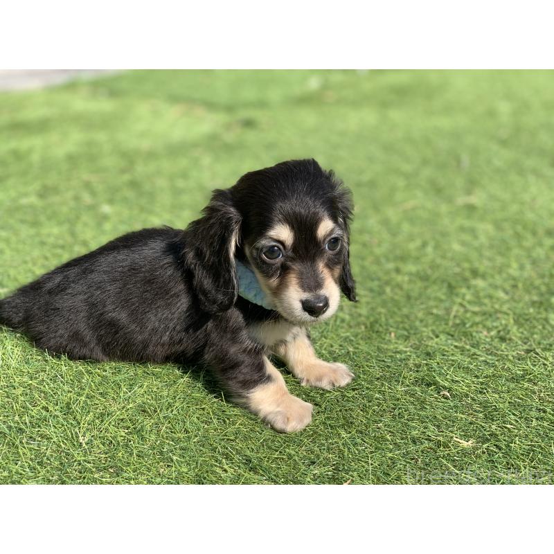 成約済の大分県のカニンヘンダックスフンド(ロングヘアード)-434145の24枚目