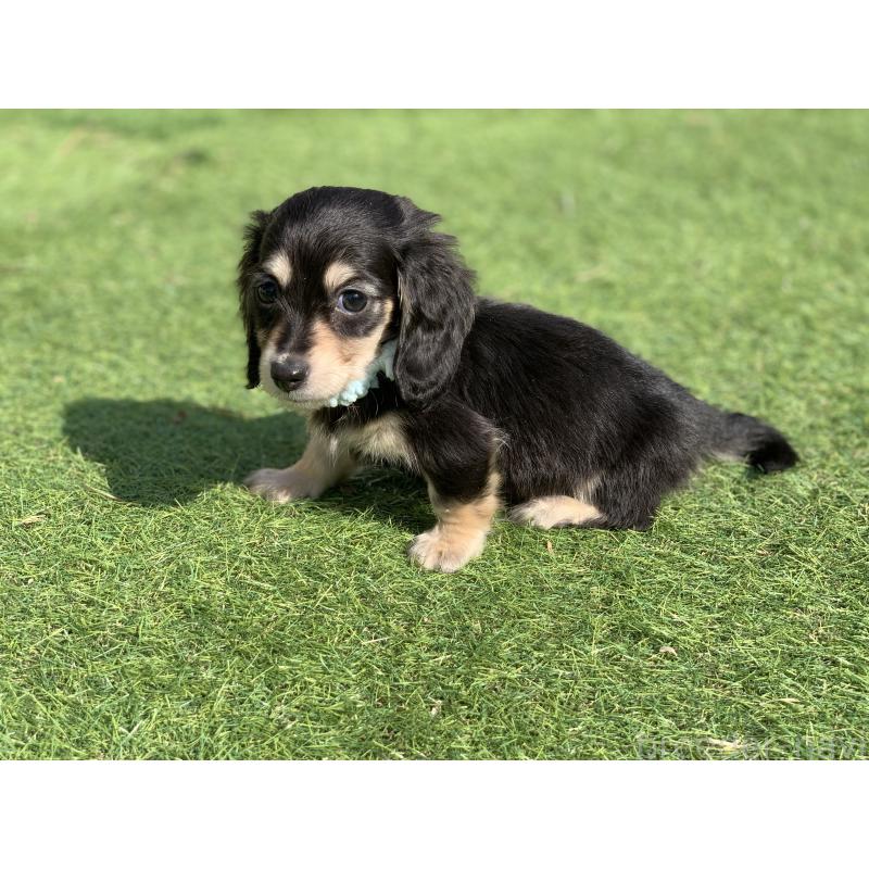 成約済の大分県のカニンヘンダックスフンド(ロングヘアード)-434145の23枚目