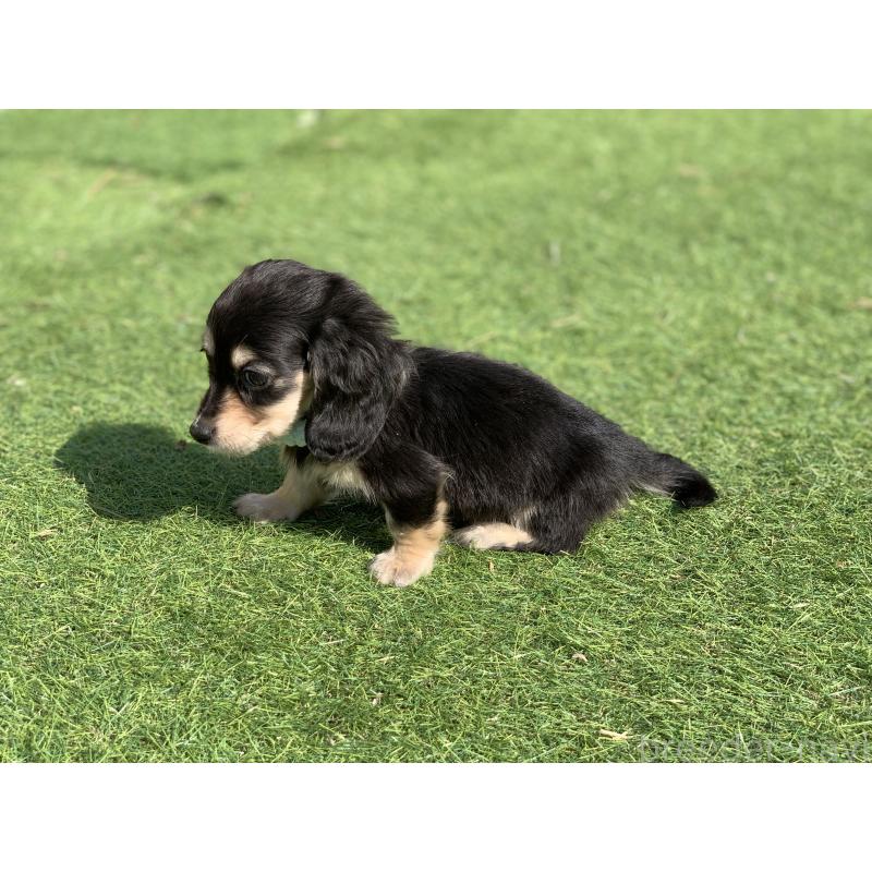 成約済の大分県のカニンヘンダックスフンド(ロングヘアード)-434145の22枚目