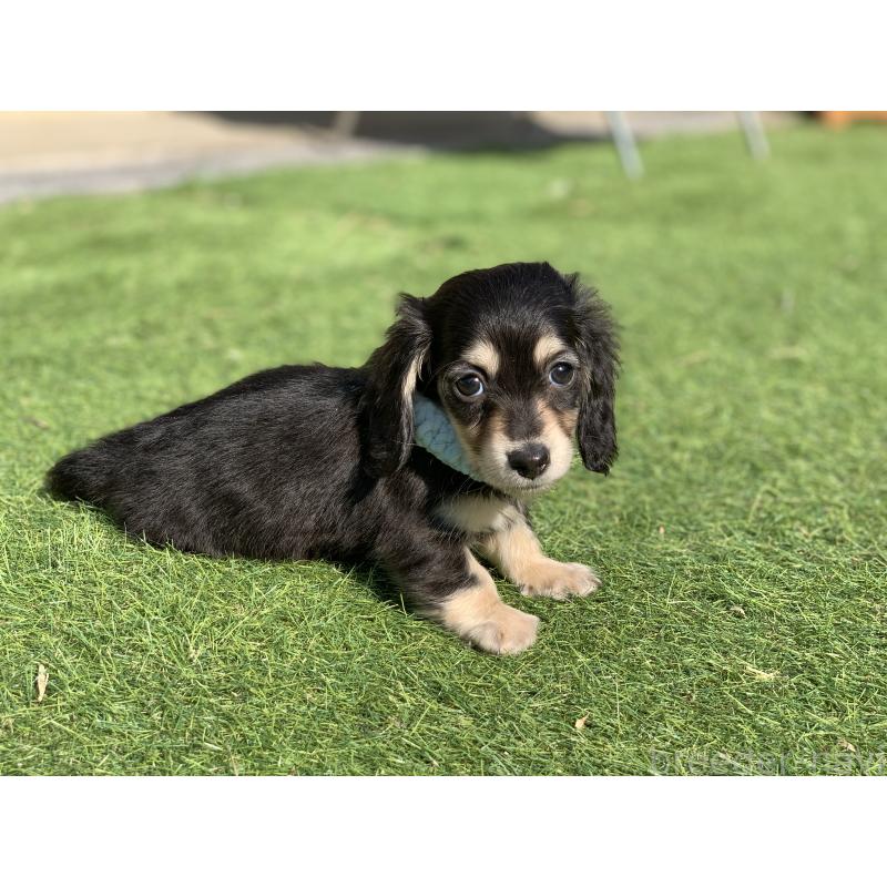 成約済の大分県のカニンヘンダックスフンド(ロングヘアード)-434145の19枚目