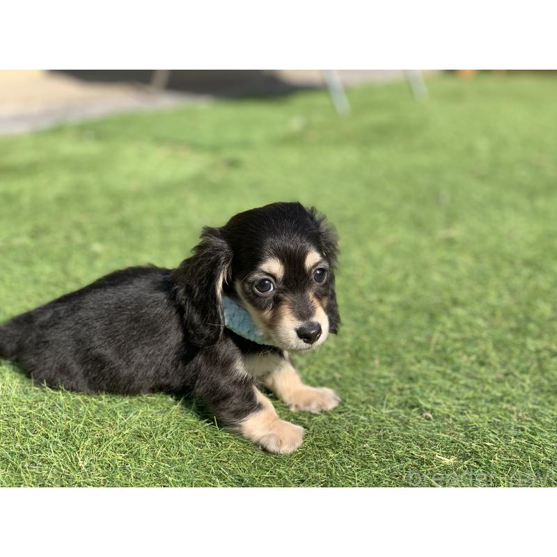 成約済の大分県のカニンヘンダックスフンド(ロングヘアード)-434145の18枚目