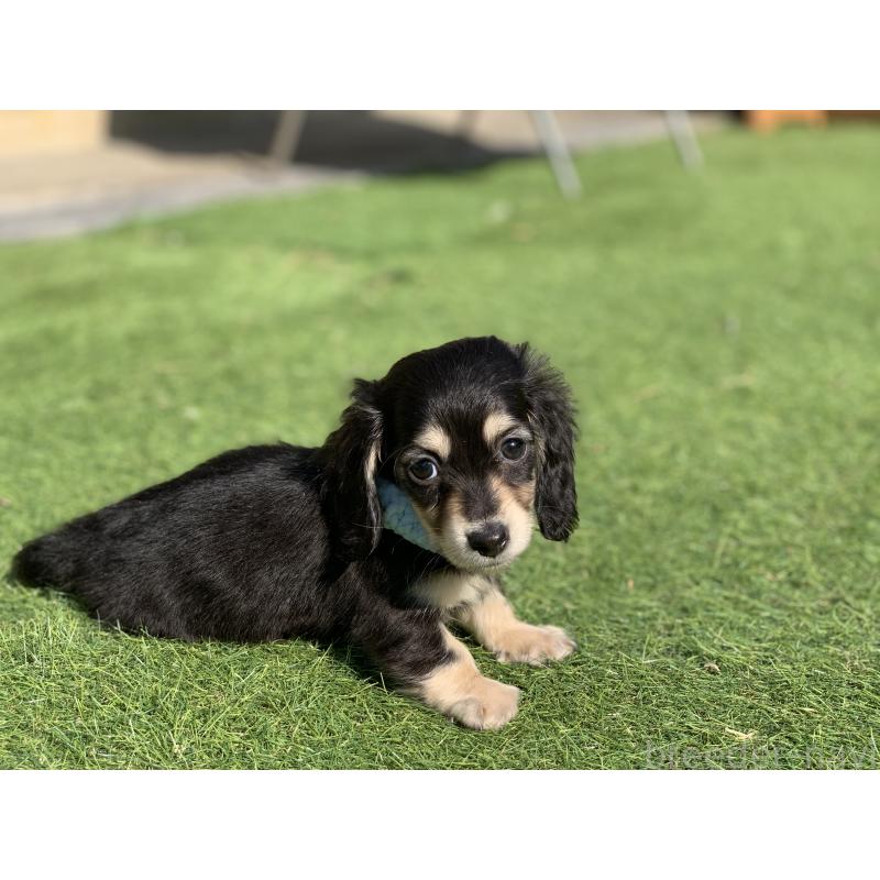 成約済の大分県のカニンヘンダックスフンド(ロングヘアード)-434145の17枚目