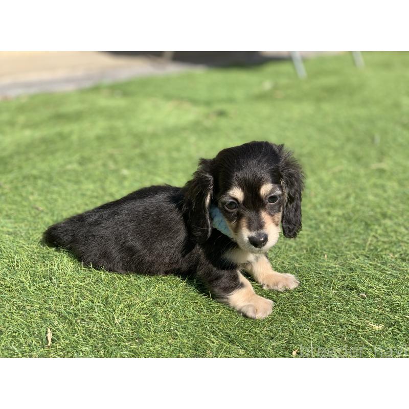 成約済の大分県のカニンヘンダックスフンド(ロングヘアード)-434145の16枚目