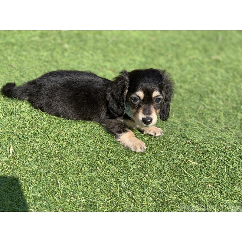 成約済の大分県のカニンヘンダックスフンド(ロングヘアード)-434145の14枚目