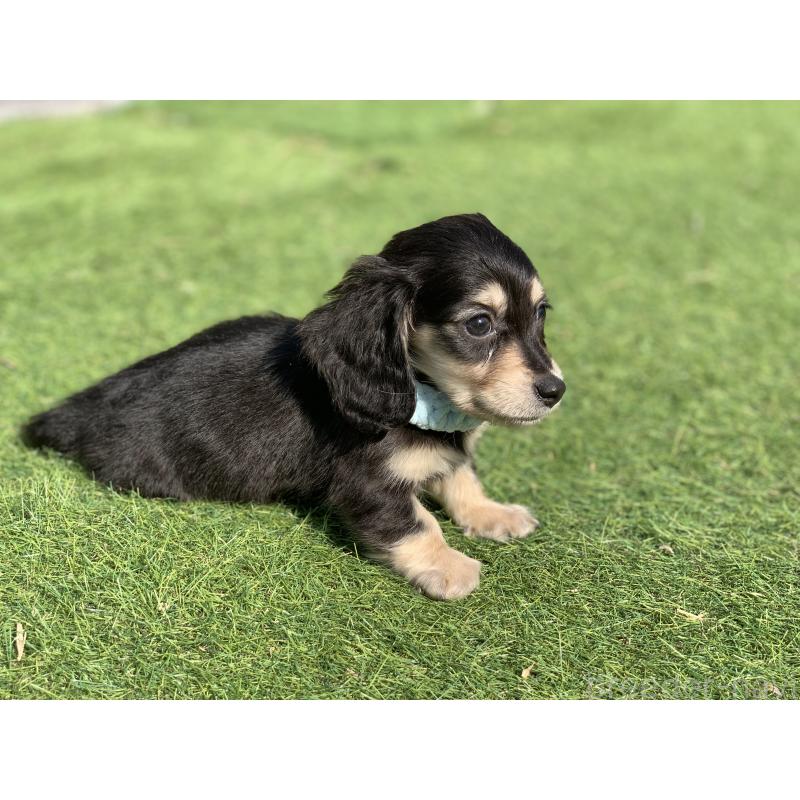 成約済の大分県のカニンヘンダックスフンド(ロングヘアード)-434145の10枚目