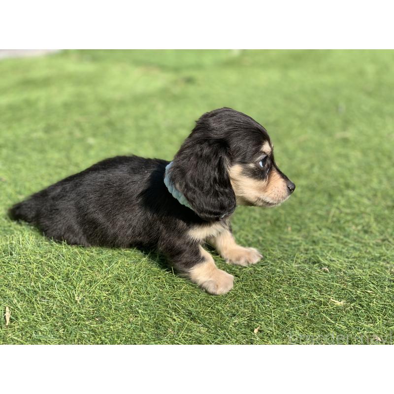 成約済の大分県のカニンヘンダックスフンド(ロングヘアード)-434145の9枚目