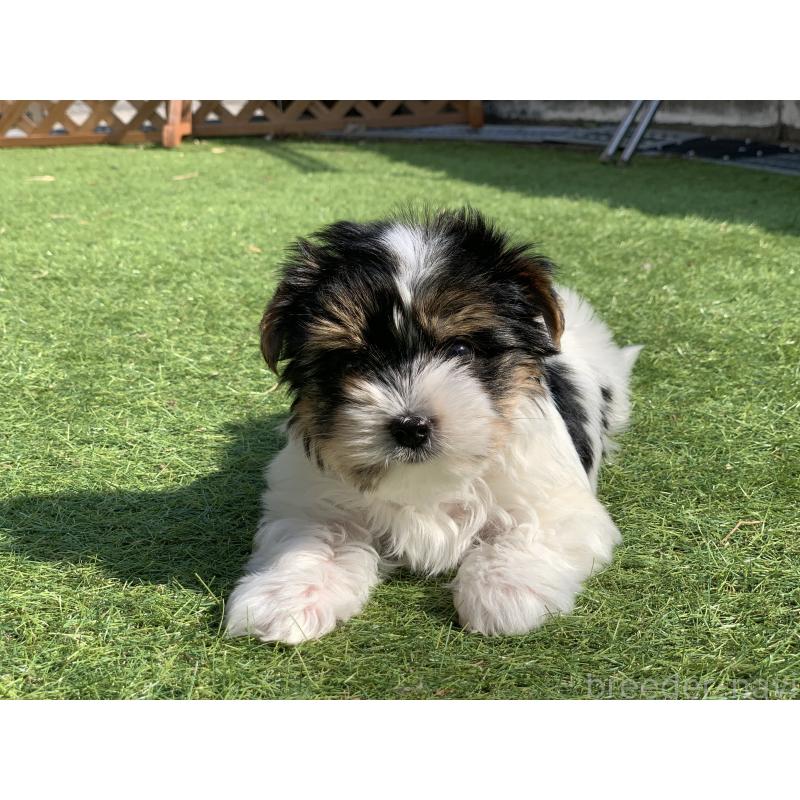 成約済の大分県のビューワーテリア-434157の16枚目