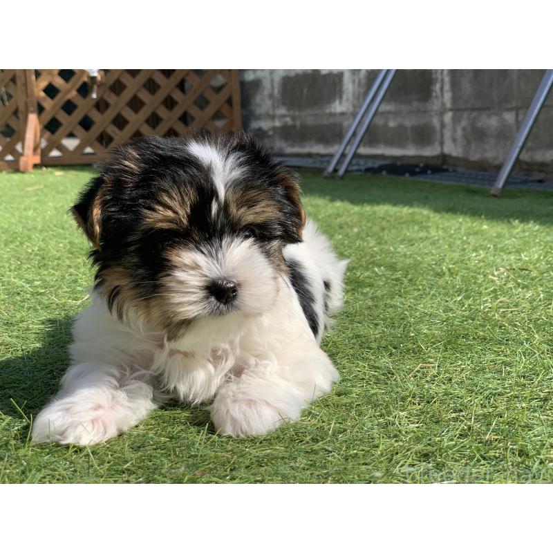 成約済の大分県のビューワーテリア-434157の15枚目