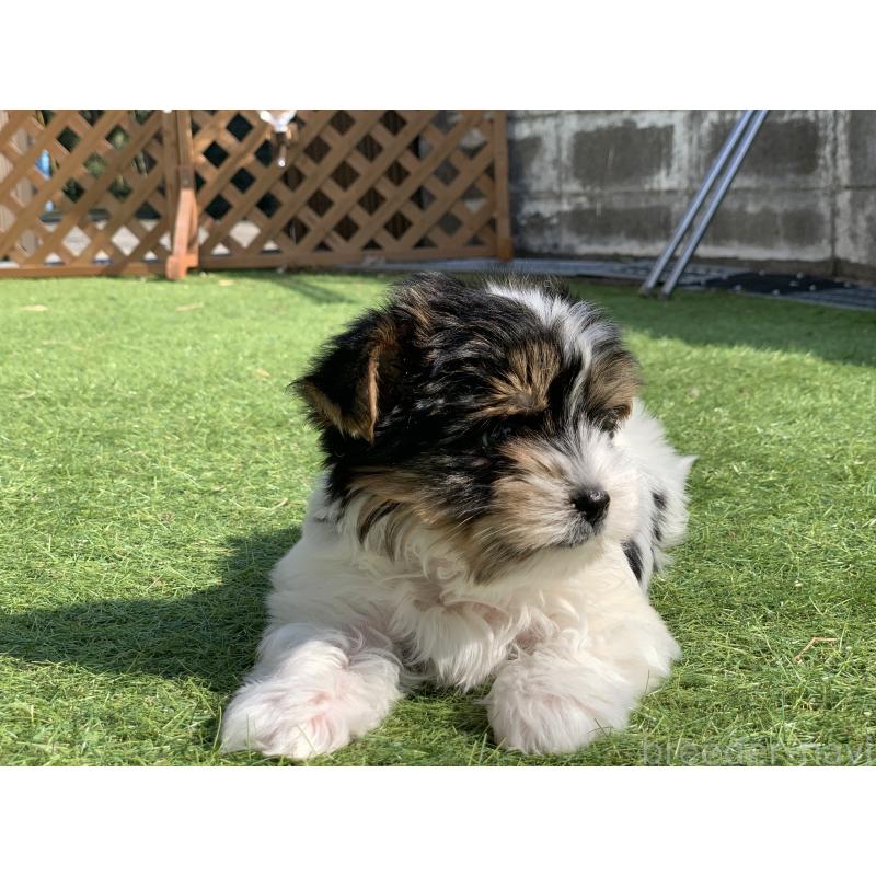 成約済の大分県のビューワーテリア-434157の14枚目