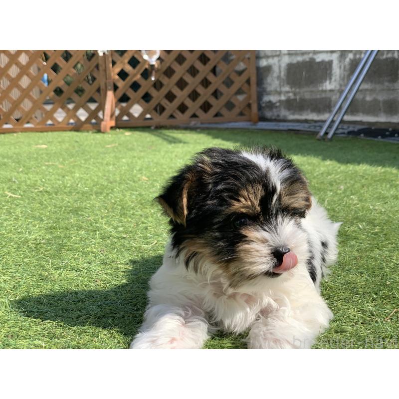 成約済の大分県のビューワーテリア-434157の13枚目