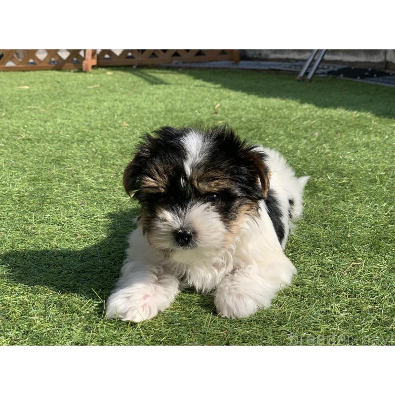 成約済の大分県のビューワーテリア-434157の12枚目