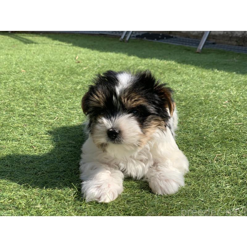 成約済の大分県のビューワーテリア-434157の11枚目