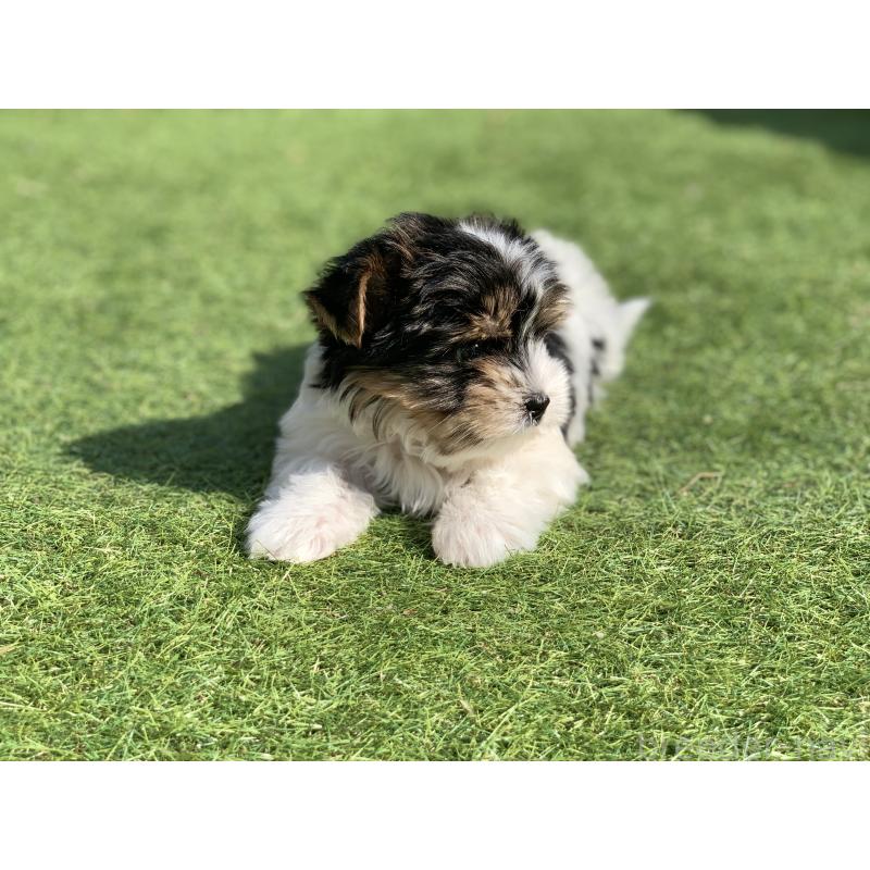 成約済の大分県のビューワーテリア-434157の10枚目