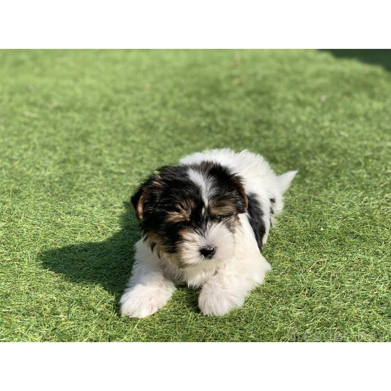 成約済の大分県のビューワーテリア-434157の9枚目