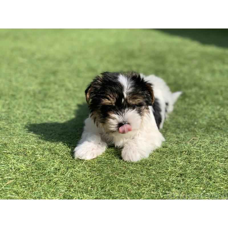 成約済の大分県のビューワーテリア-434157の8枚目