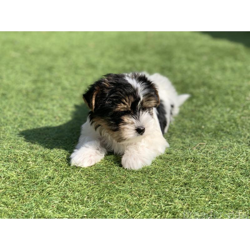 成約済の大分県のビューワーテリア-434157の6枚目