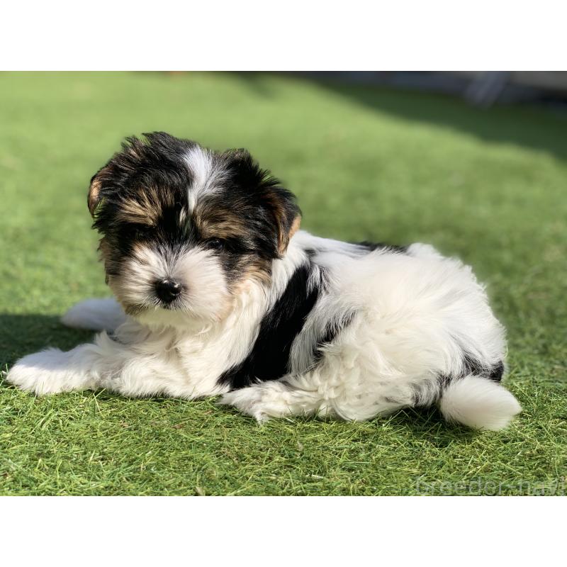 成約済の大分県のビューワーテリア-434157の5枚目