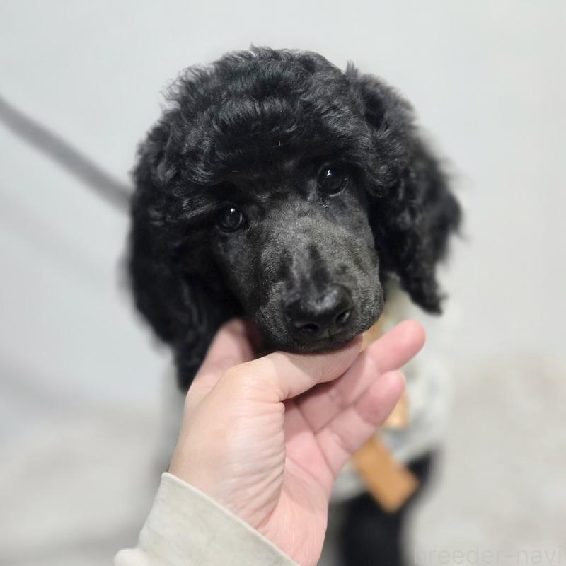 販売中の石川県のスタンダードプードル-435858の7枚目