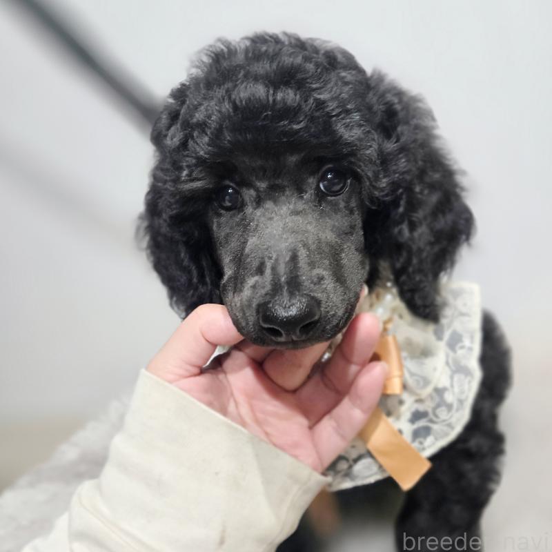 販売中の石川県のスタンダードプードル-435858の6枚目