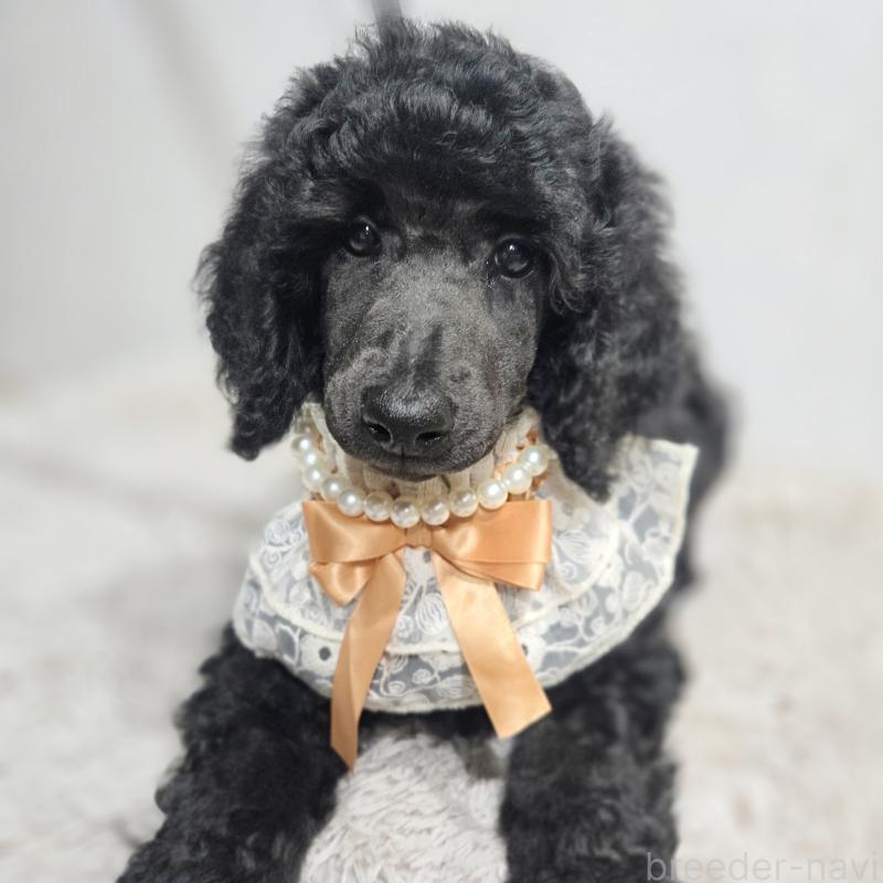 販売中の石川県のスタンダードプードル-435858の4枚目