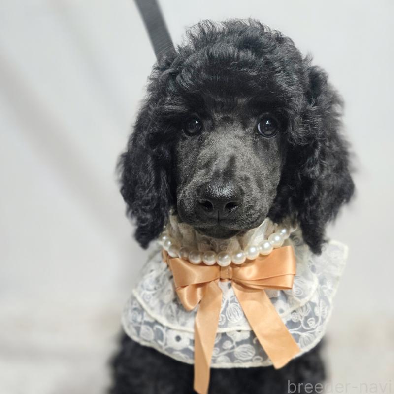 販売中の石川県のスタンダードプードル-435858の3枚目