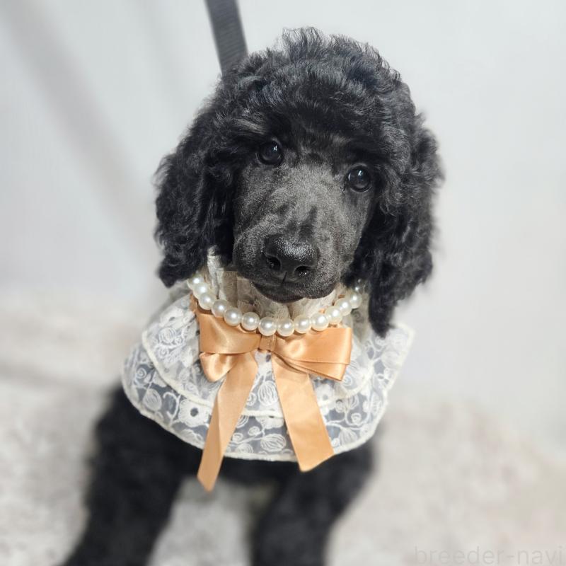 販売中の石川県のスタンダードプードル-435858の2枚目