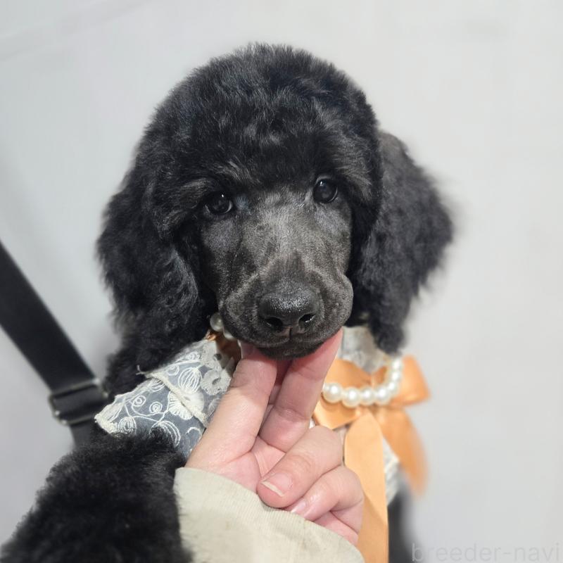 販売中の石川県のスタンダードプードル-435863