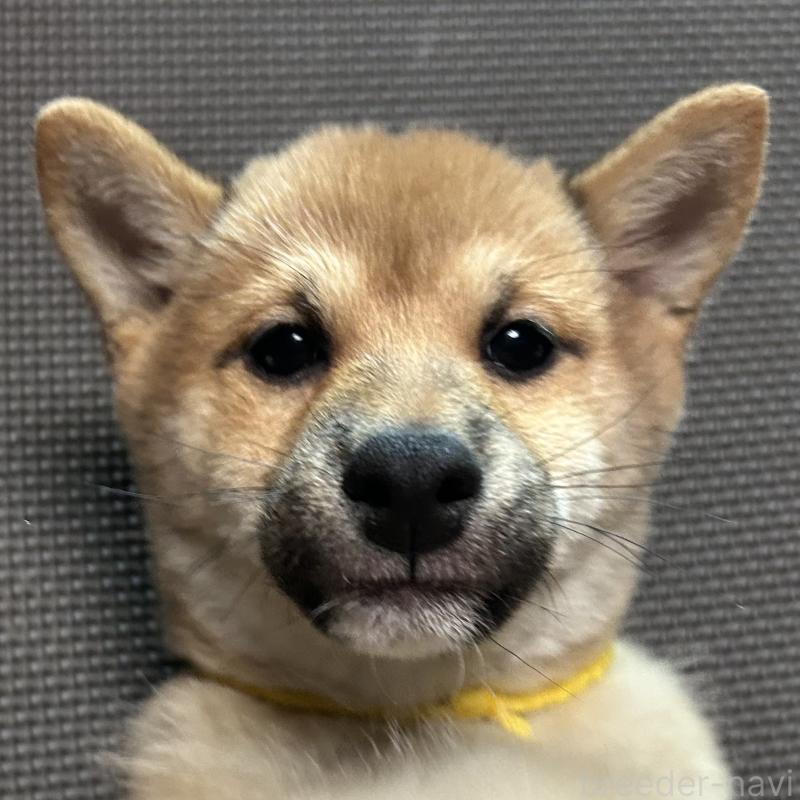 販売中の福岡県の豆柴-439833